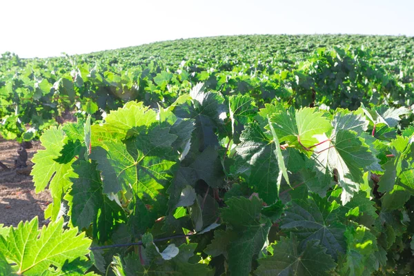 Paisaje Del Viñedo Mediterráneo Hojas Verdes Uvas Hojas Detalles — Foto de Stock