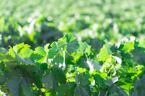 Akdeniz üzüm bağı manzarası. Yeşil yapraklar ve üzümler. Ayrıntıları bırakır