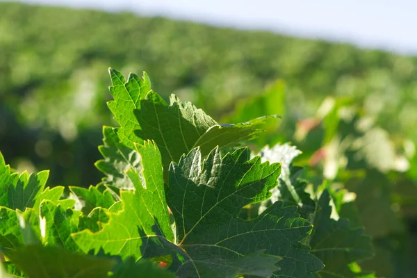 Akdeniz üzüm bağı manzarası. Yeşil yapraklar ve üzümler. Ayrıntıları bırakır