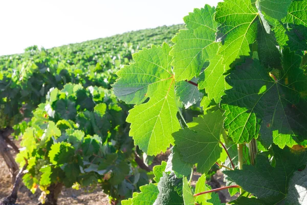 Paisaje Del Viñedo Mediterráneo Hojas Verdes Uvas Hojas Detalles — Foto de Stock