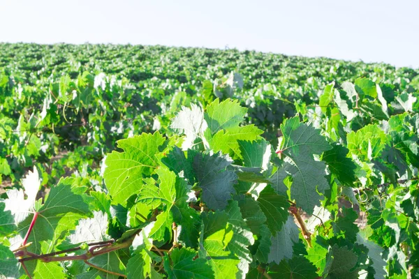 Akdeniz üzüm bağı manzarası. Yeşil yapraklar ve üzümler. Ayrıntıları bırakır
