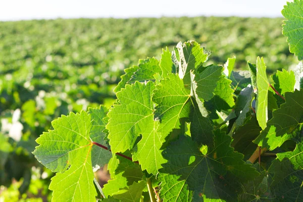 Paisaje Del Viñedo Mediterráneo Hojas Verdes Uvas Hojas Detalles — Foto de Stock