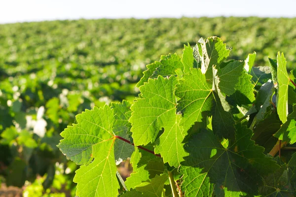 Akdeniz üzüm bağı manzarası. Yeşil yapraklar ve üzümler. Ayrıntıları bırakır