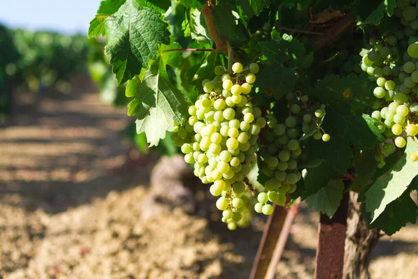 Paisaje Del Viñedo Mediterráneo Hojas Verdes Uvas Detalles Uvas Cerca — Foto de Stock