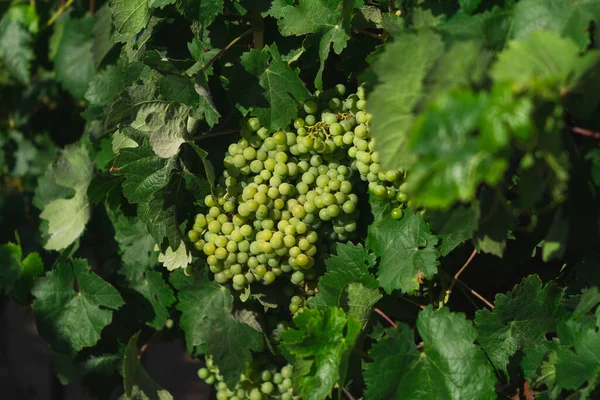 Akdeniz üzüm bağı manzarası. Yeşil yapraklar ve üzümler. Üzüm ayrıntıları. Kapat.
