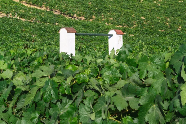 Akdeniz üzüm bağı manzarası. Yeşil yapraklar ve üzümler. Beyaz su.
