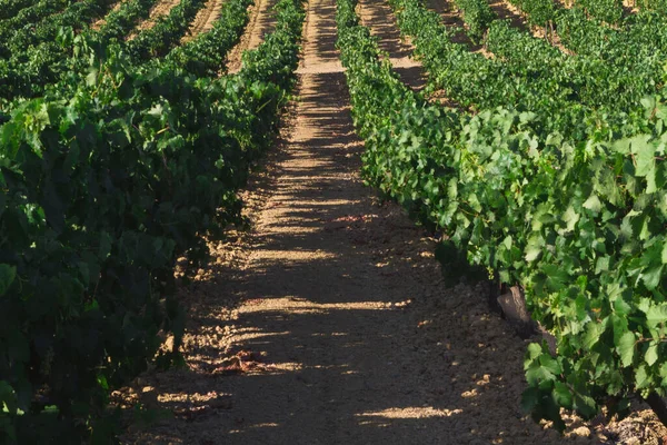 Paisaje Del Viñedo Mediterráneo Hojas Verdes Uvas Hilera Viñedos — Foto de Stock