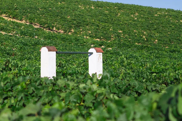 Akdeniz üzüm bağı manzarası. Yeşil yapraklar ve üzümler. Beyaz su.