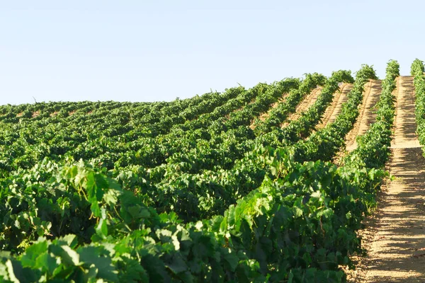 Paisaje Del Viñedo Mediterráneo Hojas Verdes Uvas Hilera Viñedos — Foto de Stock