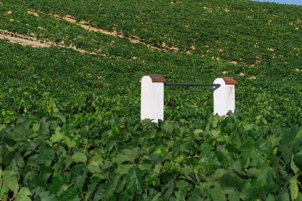 Akdeniz üzüm bağı manzarası. Yeşil yapraklar ve üzümler. Beyaz su.