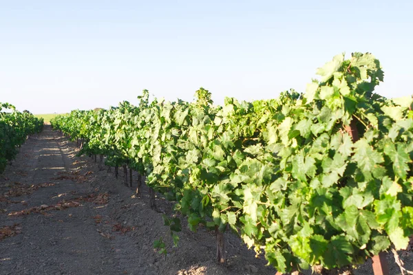 Paisaje Del Viñedo Mediterráneo Hojas Verdes Uvas Hilera Viñedos — Foto de Stock