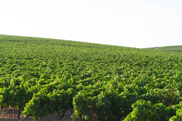 Paisaje Del Viñedo Mediterráneo Hojas Verdes Uvas — Foto de Stock