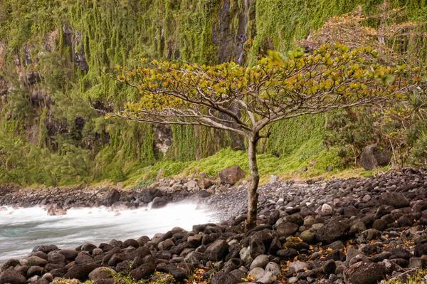 在留尼旺岛Anse Des Cascades的岩石海岸上长期暴露着一棵树 后面是一个被树叶覆盖的悬崖 — 图库照片