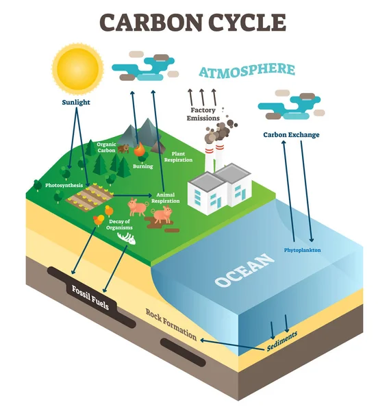 Atmosphäre Kohlenstoffaustauschzyklus in der Natur, Planet Erde Ökologie Wissenschaft Vektor Illustration Diagramm Szene mit Ozeanen, Tieren, Pflanzen und industrieller Fabrik. — Stockvektor