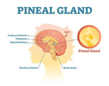 Pineal gland anatomical cross section vector illustration diagram with human brains. clipart