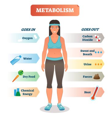 Biyokimyasal vücut metabolizma kavramı vektör çizim diyagramı, döngüsü.