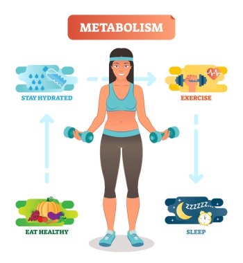 Metabolizma kavramı vektör çizim diyagramı, biyokimyasal vücut döngüsü. Egzersiz ve iyi uyku sağlıklı, içme suyu, yemek.