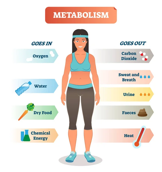 Diagrama da ilustração do vetor do conceito do metabolismo, ciclo bioquímico do corpo . — Vetor de Stock