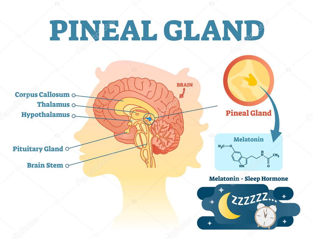 Pineal gland anatomical cross section vector illustration diagram with human brains.