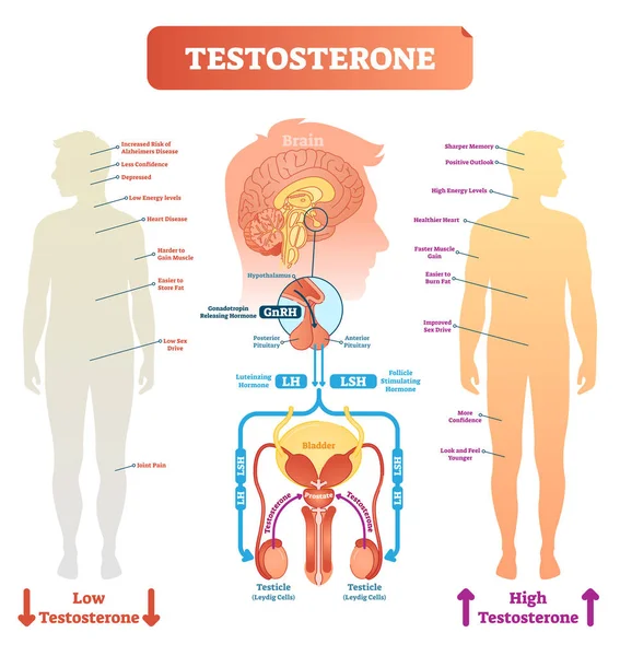 Testosteron anatomisches und biologisches Körperdiagramm mit Querschnitten des Gehirns und der männlichen Fortpflanzungsorgane. Illustrationsschema für medizinische Vektoren. — Stockvektor