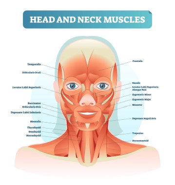 Baş ve boyun kasları anatomik diyagramı, yüz vektör çizim kadın yüzü, Sağlık Eğitim Bilgileri poster ile etiketlenmiş.