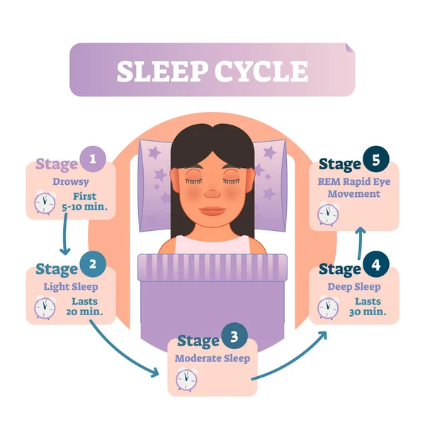 Illustrationsdiagramm für einen gesunden menschlichen Schlafzyklus mit Frauen im Bett und Schlafstadien. Bildungsinfografik. — Stockvektor