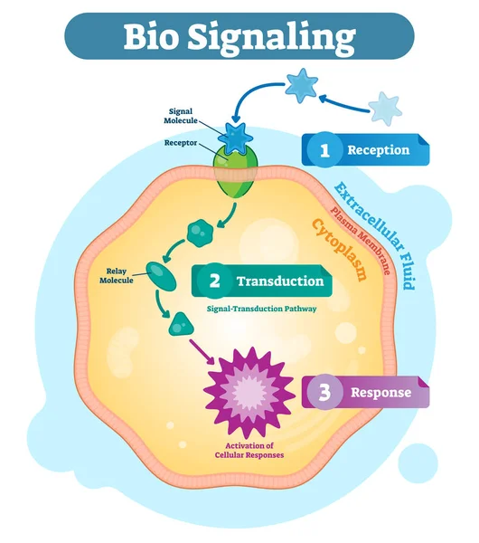 Bio signalering cel communicatie netwerksysteem, micro biologische anatomie label diagram vectorillustratie met receptor, transductie en reactie activiteit. — Stockvector