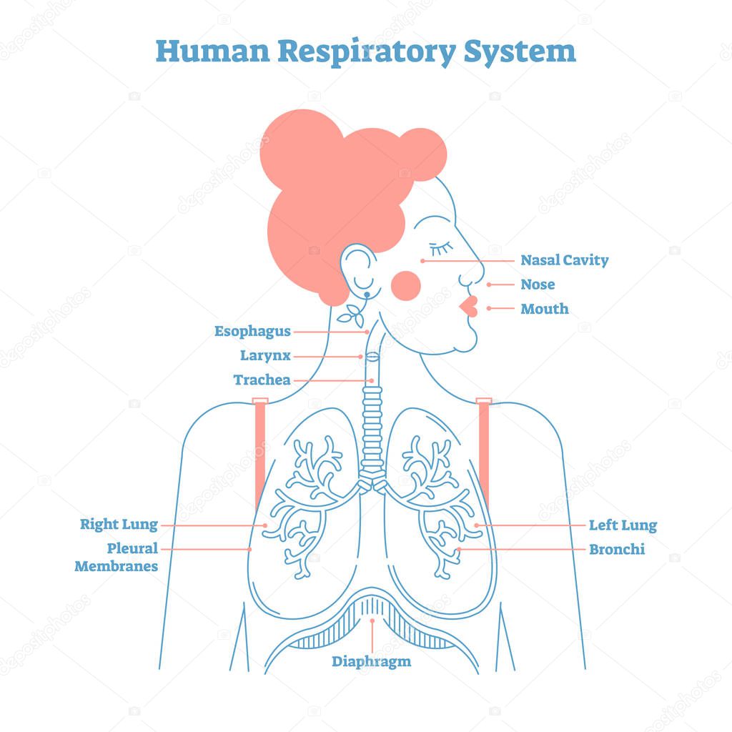 Human Respiratory System anatomical line style artistic vector illustration, medical education cross section diagram.