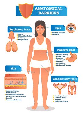 Vektör çizim anatomik engelleri düzenine sahip. İnsan vücudu solunum, sindirim, genitoüriner sistem, göz ve cilt ile yakınlaştırma ve yakın ups.