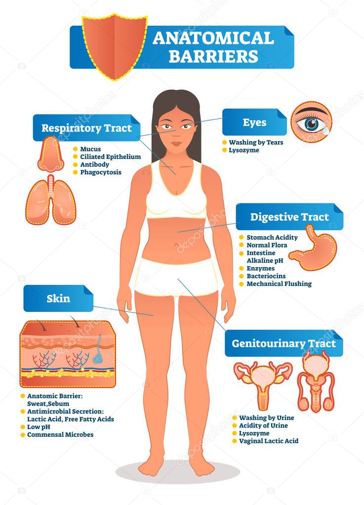 Vector illustration with anatomical barriers scheme. Human body with respiratory, digestive, genitourinary tract, eyes and skin zoom and close ups.