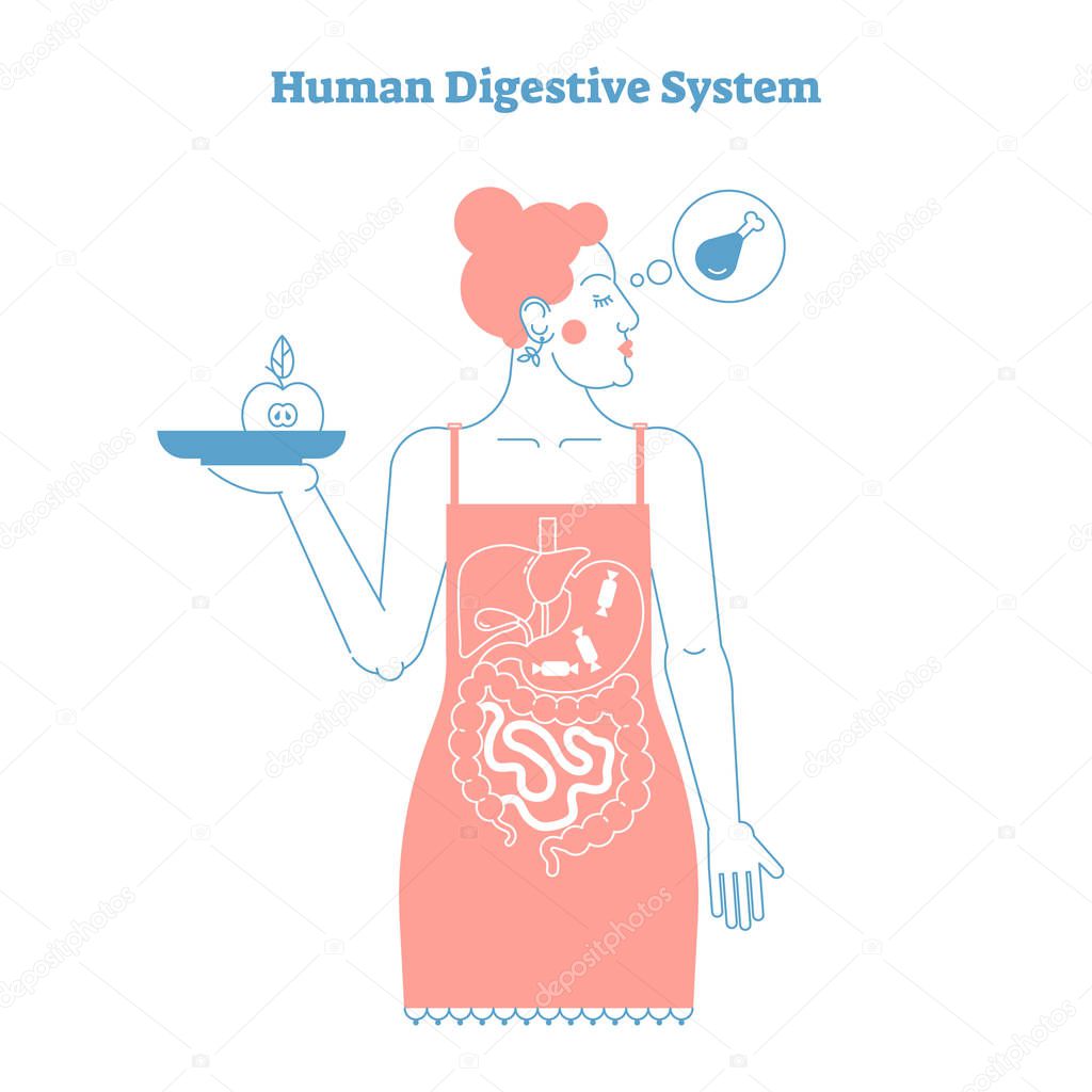 Human Digestive System anatomical line style artistic vector illustration, medical education cross section poster.