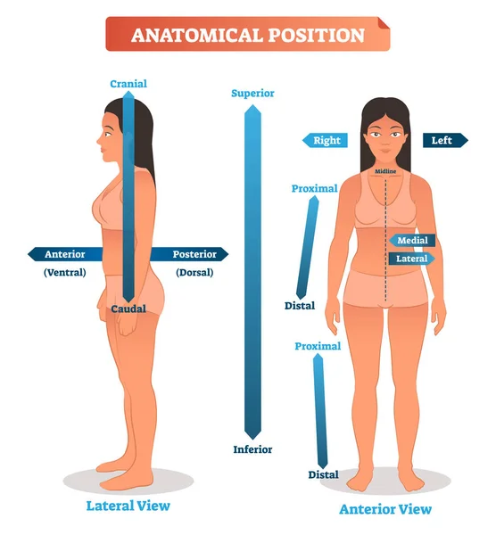 Anatomische Positionsvektorillustration. Schema der superioren, inferioren und proximalen, distalen Lokalitäten sowie der medialen, lateralen und anterioren, hinteren Seiten — Stockvektor