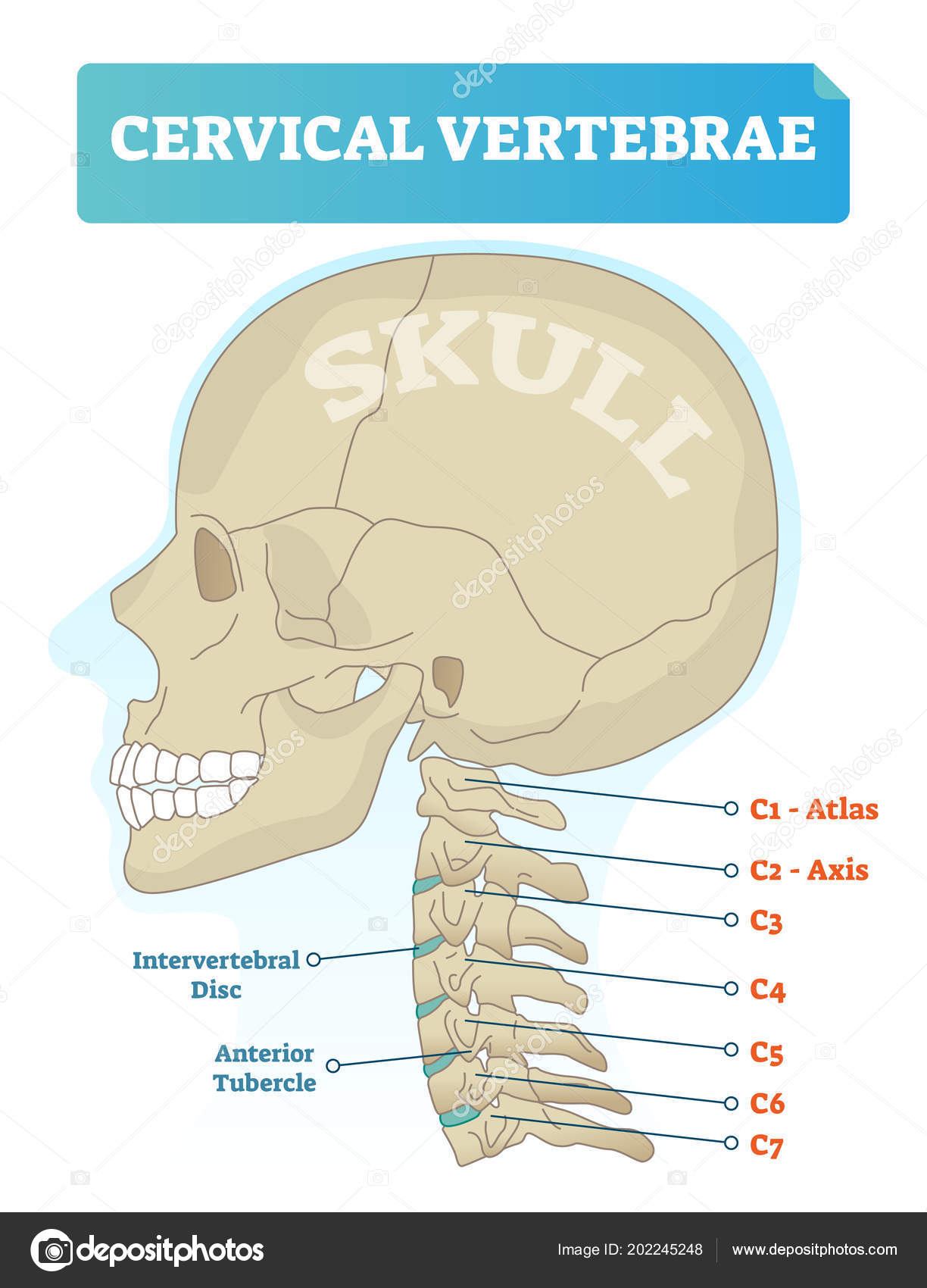 Neck Vertebrae Chart