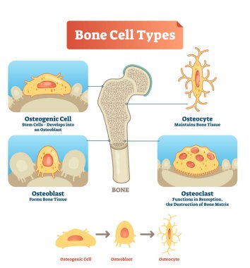 Vektör çizim kemik hücre türleri diyagramı. Osteojenik hücre, osteoblast, osteocyte şeması. Kök hücreler, kemik dokusu ve rezorpsiyonu tıbbi görüntüleme.