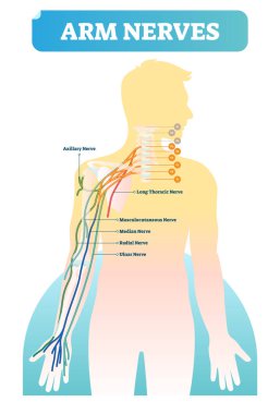 İnsan kolu sinirlere olan vektör çizim. Anatomik düzeni aksiler, uzun torasik musculocutaneous, medyan, radyal ve ulnar sinir ile. Vertebra yakın çekim