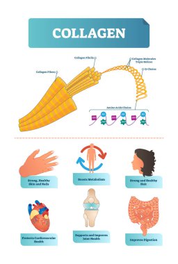 Vector illustration about collagen. Medical scheme with fibers, fibrils, molecules, helices, alpha and amino acids chains with HYP, GLY and PRO visualizations. clipart