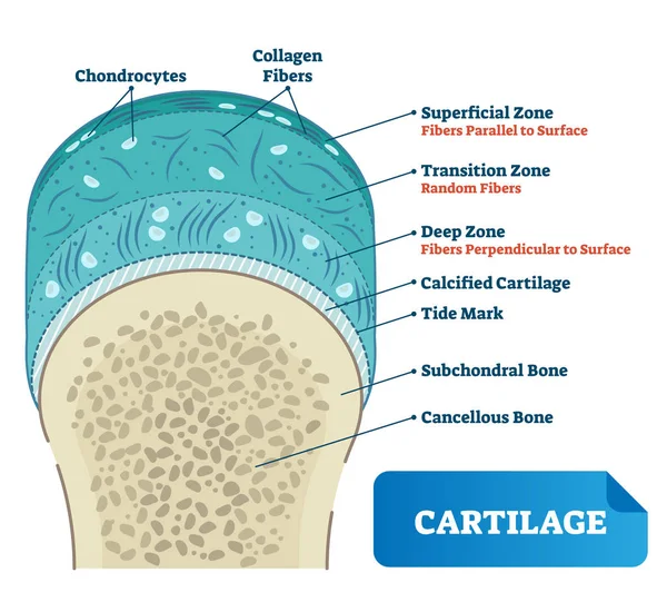 Illustrazione vettoriale della cartilagine. Schema di condrociti, fibre di collagene, ossa calcificate, subcondrali e cancellose. Schema della zona di transizione superficiale . — Vettoriale Stock