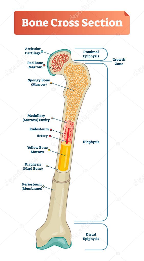 Vector illustration scheme of bone cross section. Diagram with articular cartilage, marrow, spongy bone, medullary cavity, endosteum, diaphysis, and periosteum.