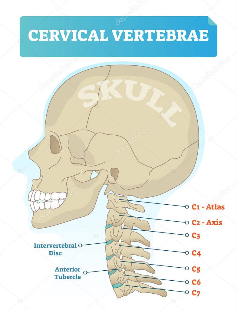 Vértebras Cervicales Vector Ilustración Esquema Con Cráneo Atlas C1