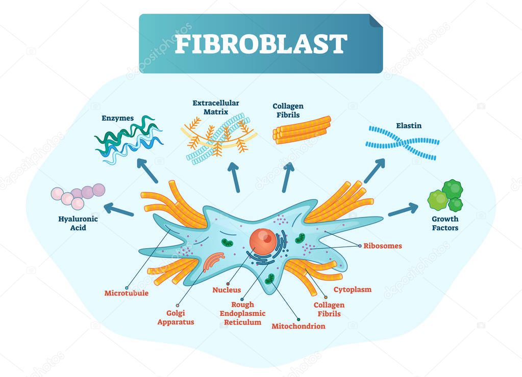 Fibroblast vector illustration. Scheme with extracellular, collagen fibrils, elastin, hyaluronic acid, microtubule, golgi apparatus, nucleus and ribosomes.