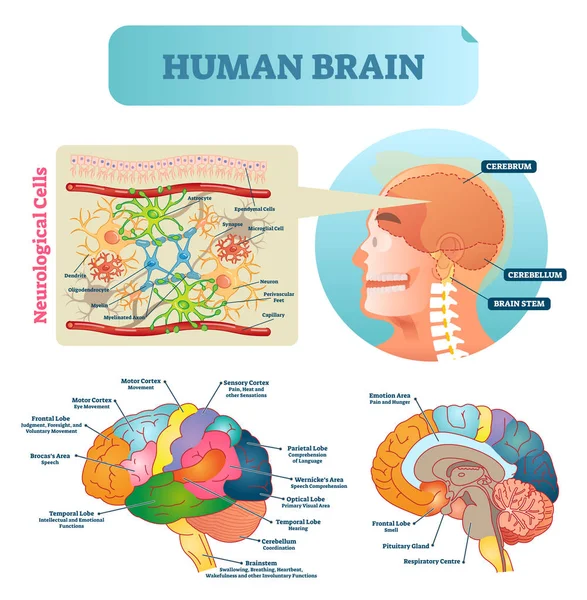 Hirnvektorillustration. medizinische Ausbildung mit neurologischen Zellen Nahaufnahme. Silhouette mit Kleinhirn, Kleinhirn und Stiel. Cortex und Lappendiagramm. — Stockvektor