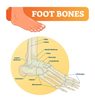 Vektör çizim ayak kemikleri. Tıbbi diyagram ile tibia, fibula, malleous, aşık ve navicular. Etiketli cuboid ve parmak kemikleri ile eğitim düzeni.
