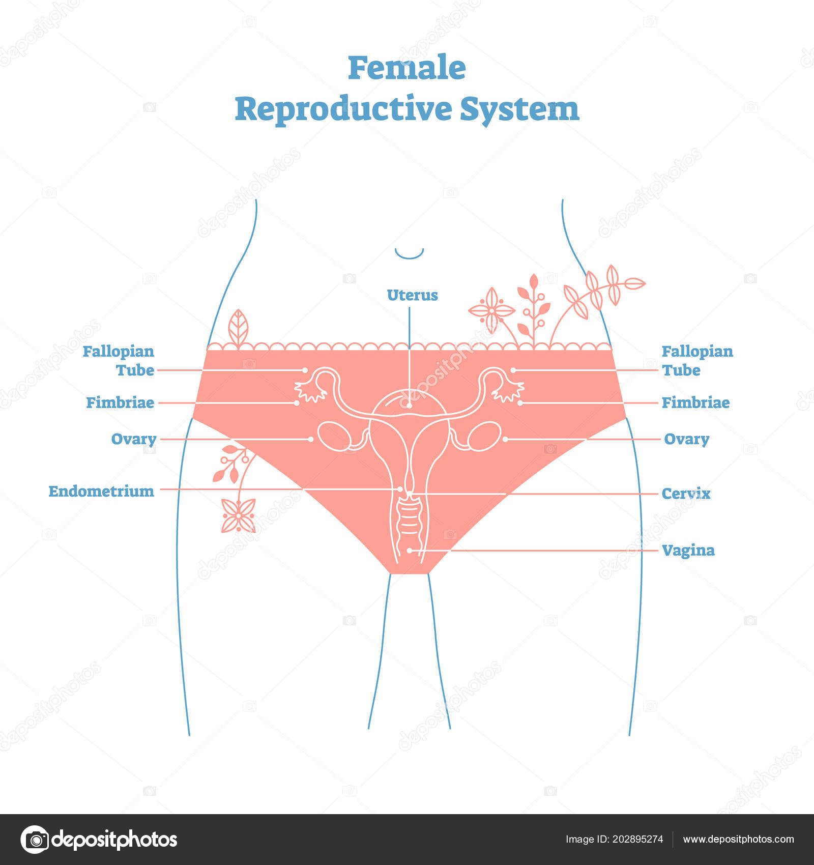 Artistic style female reproductive system vector illustration educational poster. Health and ...