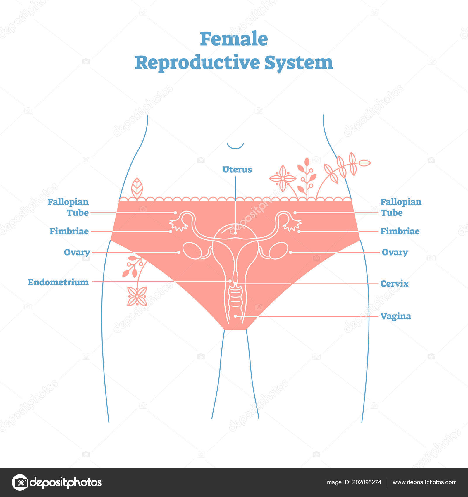 Artistic Style Female Reproductive System Vector Illustration 