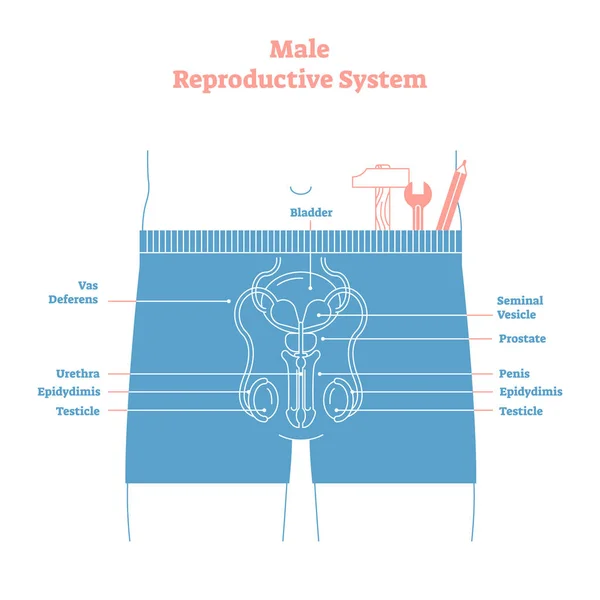 Estilo artístico masculino sistema reproductivo vector ilustración cartel educativo. Diagrama etiquetado de salud y medicina, sección transversal de órganos sexuales masculinos . — Archivo Imágenes Vectoriales