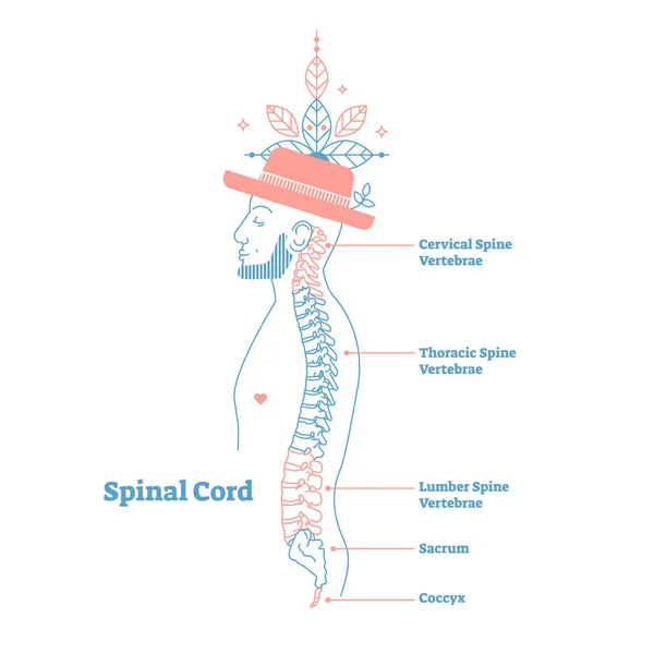 Artistic style anatomical spine vector illustration with conceptual decorative elements. Cervical,thoracic,lumber sections scheme — Stock Illustration Artistic style anatomical spine vector illustration with conceptual decorative elements. Cervical,thoracic,lumber sections scheme Royalty Free Stock Illustrations