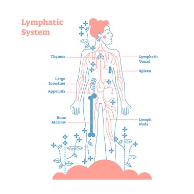 Sanatsal lenfatik sistem anatomik vektör çizim diyagramı poster, dekoratif ve şık sağlık scheme lenf düğümleri ve doku sıvı kan dolaşımı akış ağ ile.
