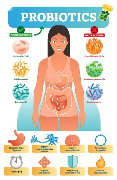 Ilustración vectorial con probióticos. Cartel de la colección de bacterias médicas y beneficios para la salud con escherichia, bifidobacterias, lactobacilos, clostridium y campylobacter . — Vector de stock