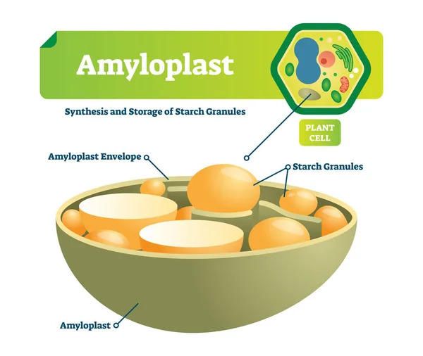 Amyloplast vector illustration. Labeled medical scheme with synhesis and storage of starch granules. Colorful diagram with envelope and plant cell. Microscopic cell structure. — Stock Vector