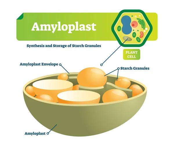 Ilustración vectorial de amiloplasto. Esquema médico etiquetado con sinéresis y almacenamiento de gránulos de almidón. Diagrama colorido con sobre y célula de la planta. Estructura celular microscópica . — Archivo Imágenes Vectoriales